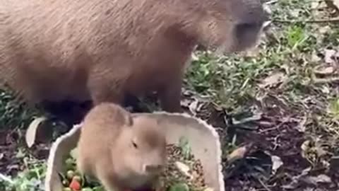 Capybara Love
