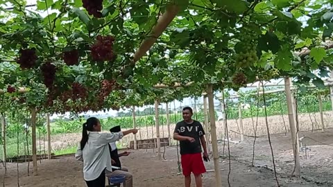 Sweet Grape Harvest with Family | Vineyard Happiness Part 3