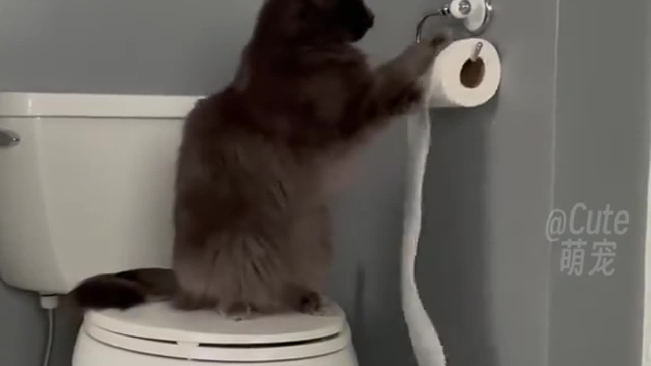 Animal funny video 22