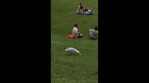 Epic Animal Fails & Funny Moments – Can’t Stop Watching!