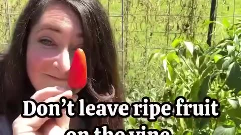 Gardening without pesticides is absolutely possible!