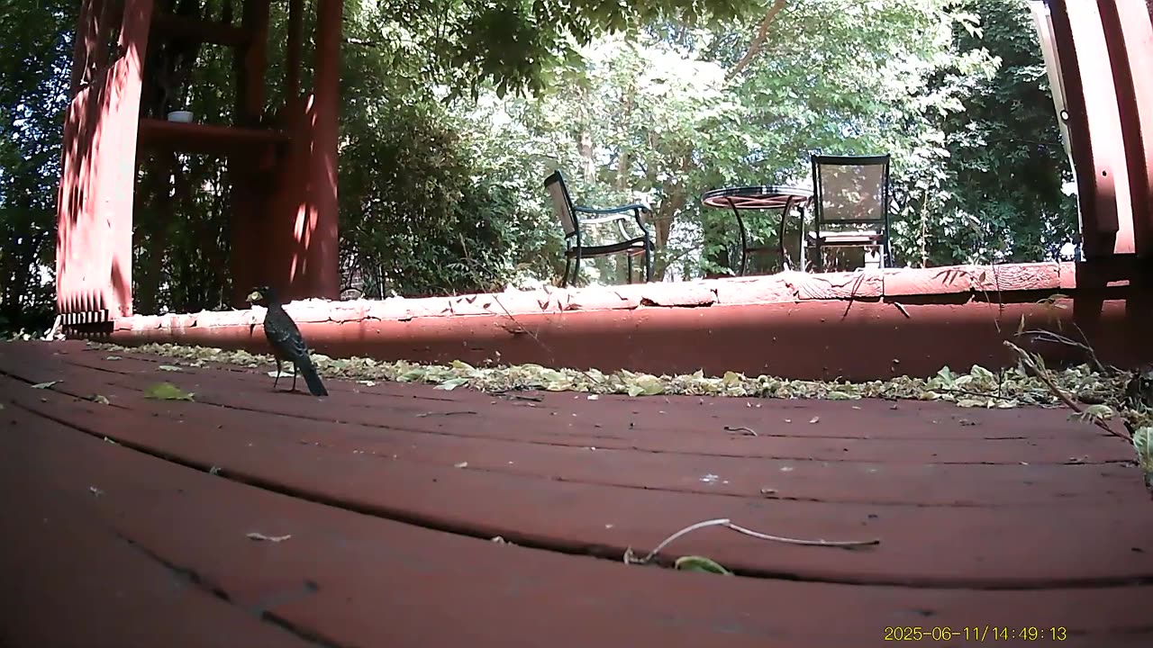 Wildlife Filmed By Haza PR800 Wild Camera, Dearborn, Michigan, June 6 To 12, 2025