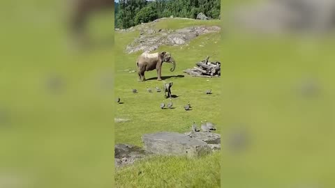 Funniest Animal Videos April 2025