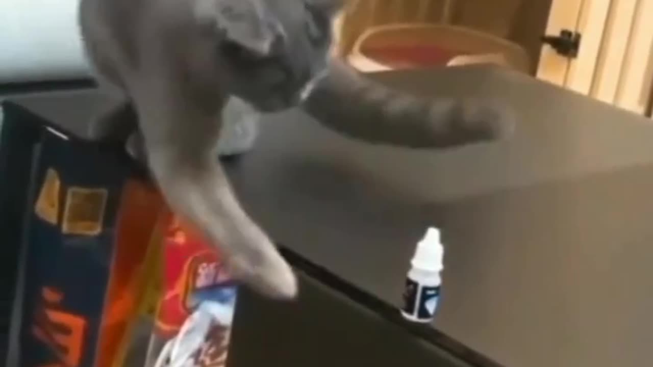 Funny cat video