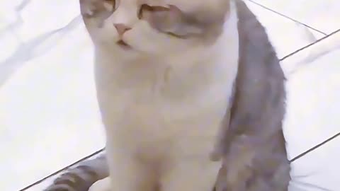 Cat Sleeping Reactions 🐱💤 | Try Not to Smile 😻