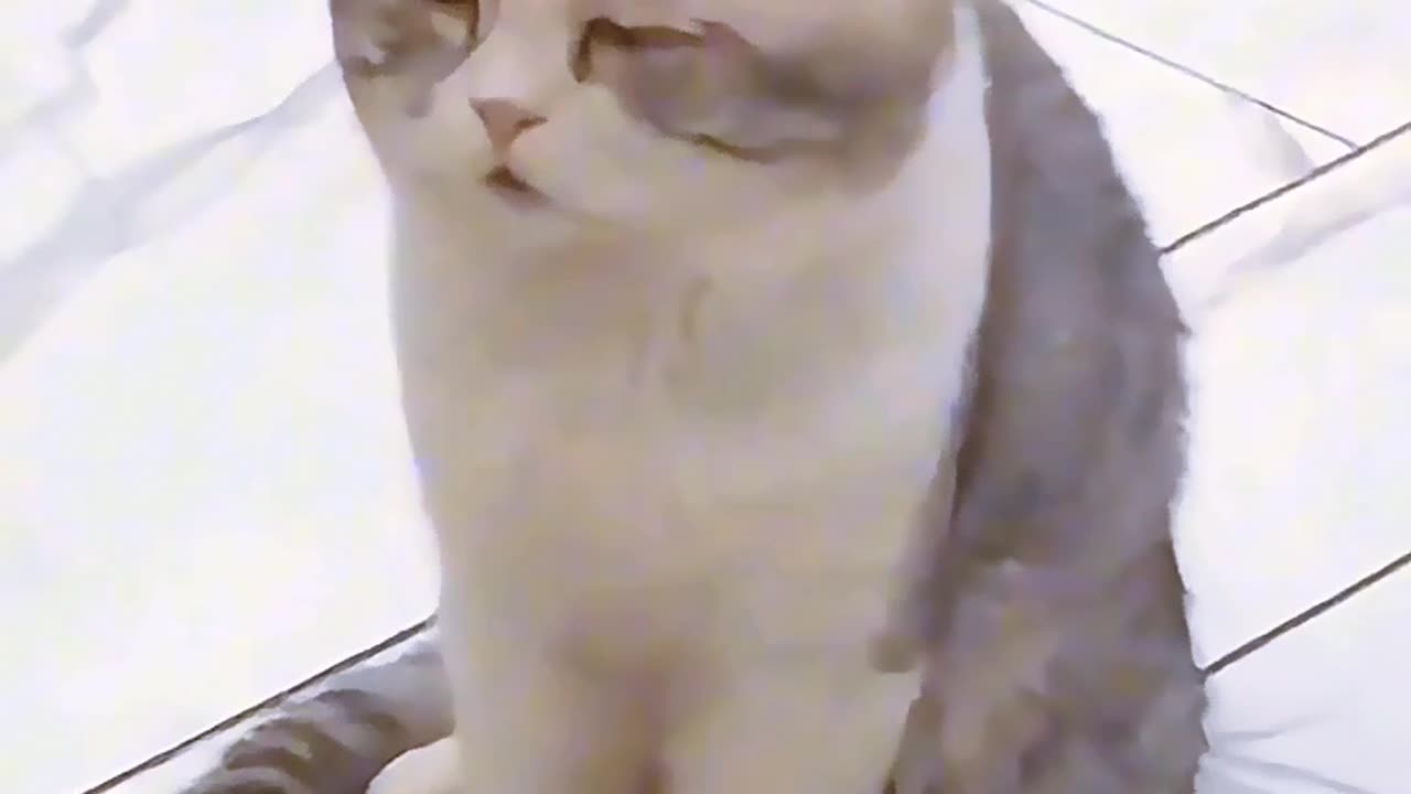 Cat Sleeping Reactions 🐱💤 | Try Not to Smile 😻