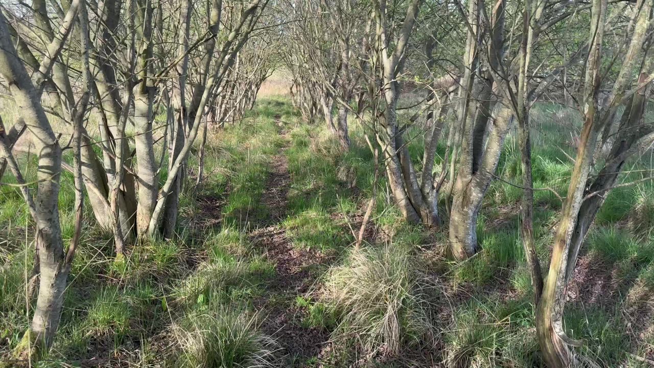 22yrs old tunnel of trees