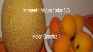 Momento Malum Today Episode 176 Melon Genetics 1