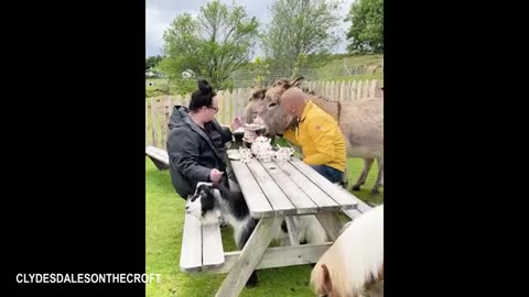 Funny Donkey Moments You Never Expected! 🤣 2025’s Funniest Animal Videos Compilation