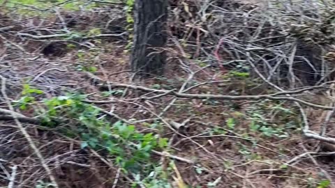 WHEN THEY ASK YOU FOR A LITTLE HELP AROUND THE YARD!
