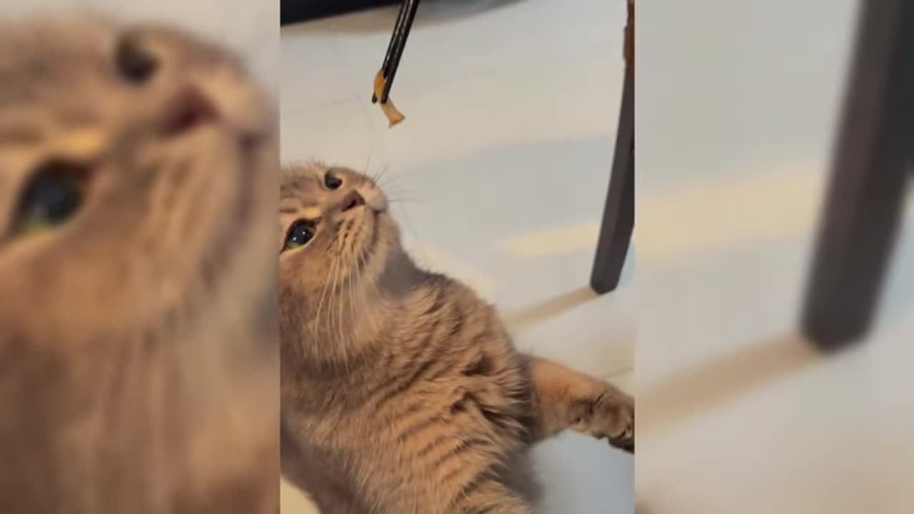 fun with dramatic cats cute cats videos