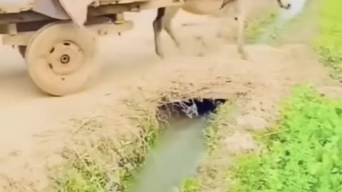 #shorts #funnyvideo #funny #😀😀