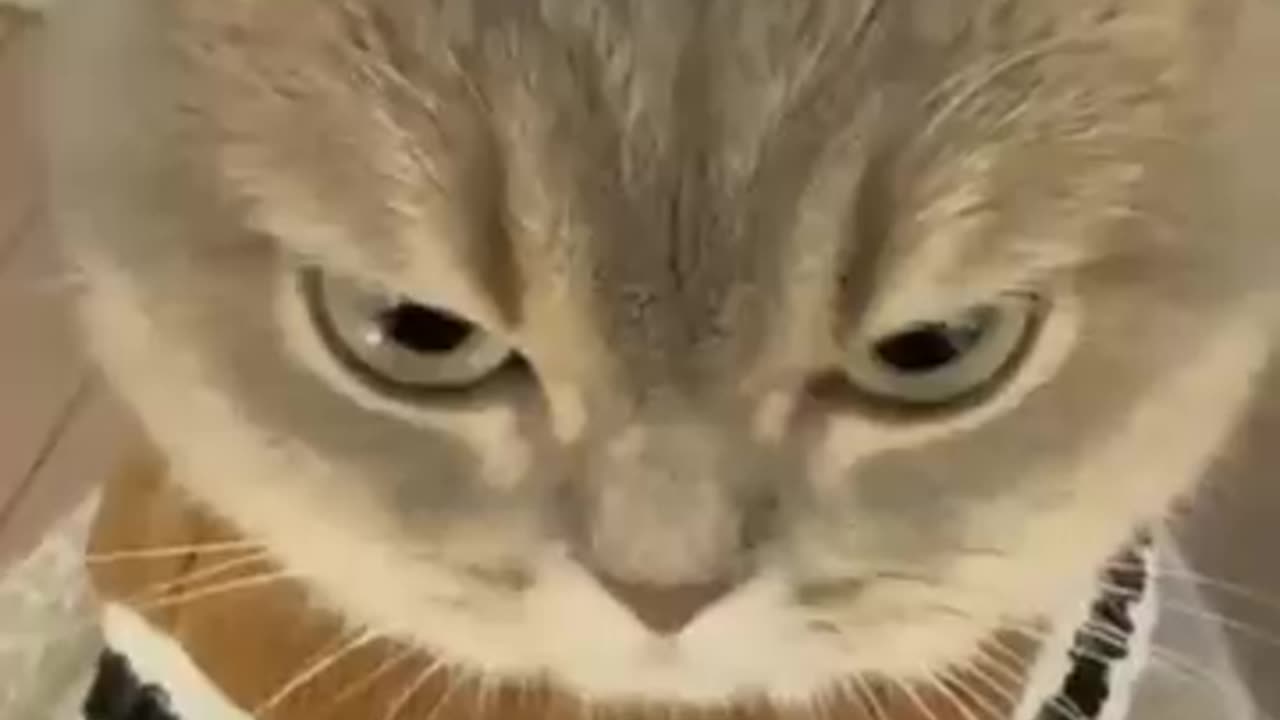 Angry cat😸😸😸