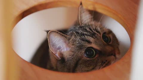 Cute Cats Funny Video | Part 11