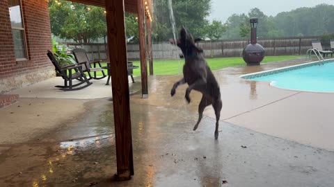 Dog Brakes Aren’t Working