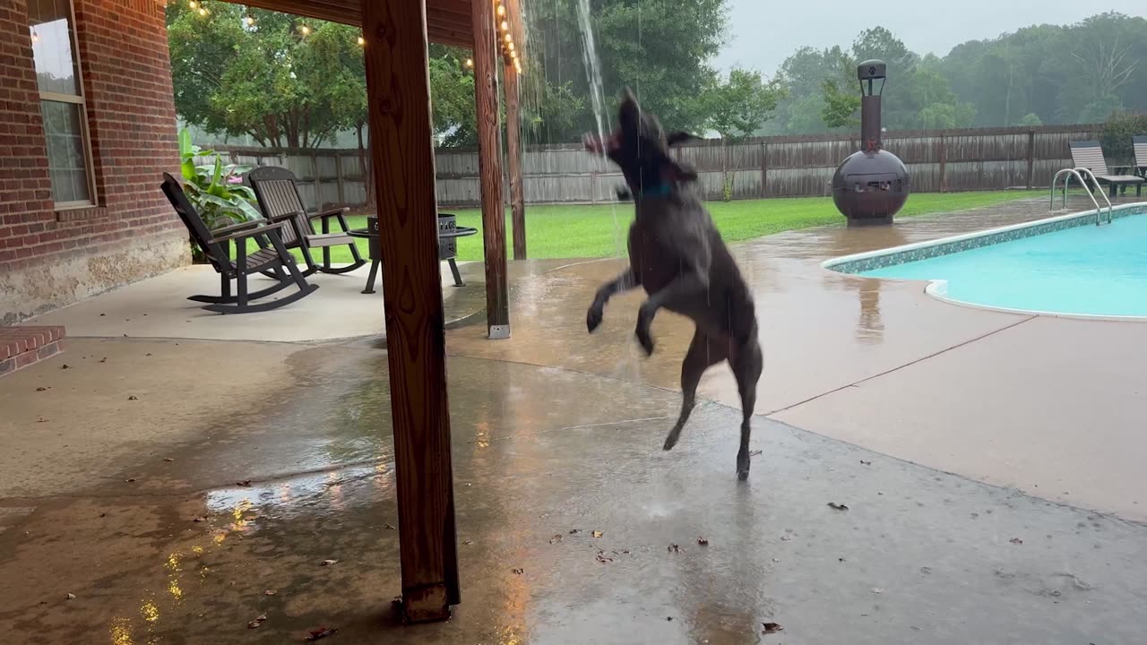 Dog Brakes Aren’t Working
