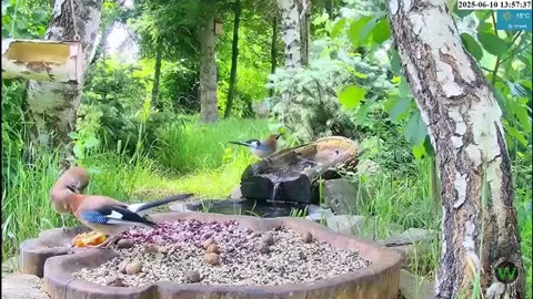 A young jay demands food from its mother, but the parent wants it to feed itself 😊