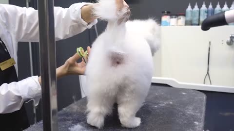 “Turn Your Puppy Into a Dream Dog – Calm, Confident & Well-Behaved Without Violence”