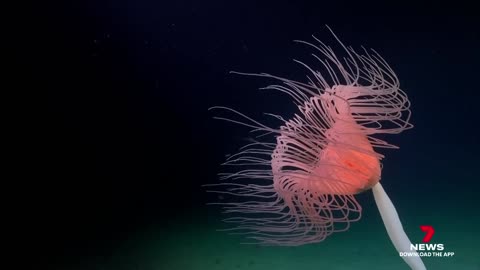 New sea creatures found living under Antarctica