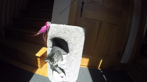 More Dotty the cat as a kitten 2015