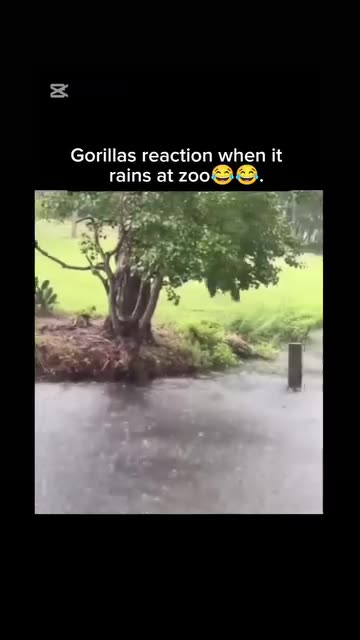 Gorilla funny videos