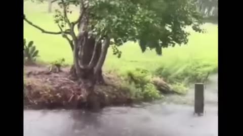 Gorilla funny videos
