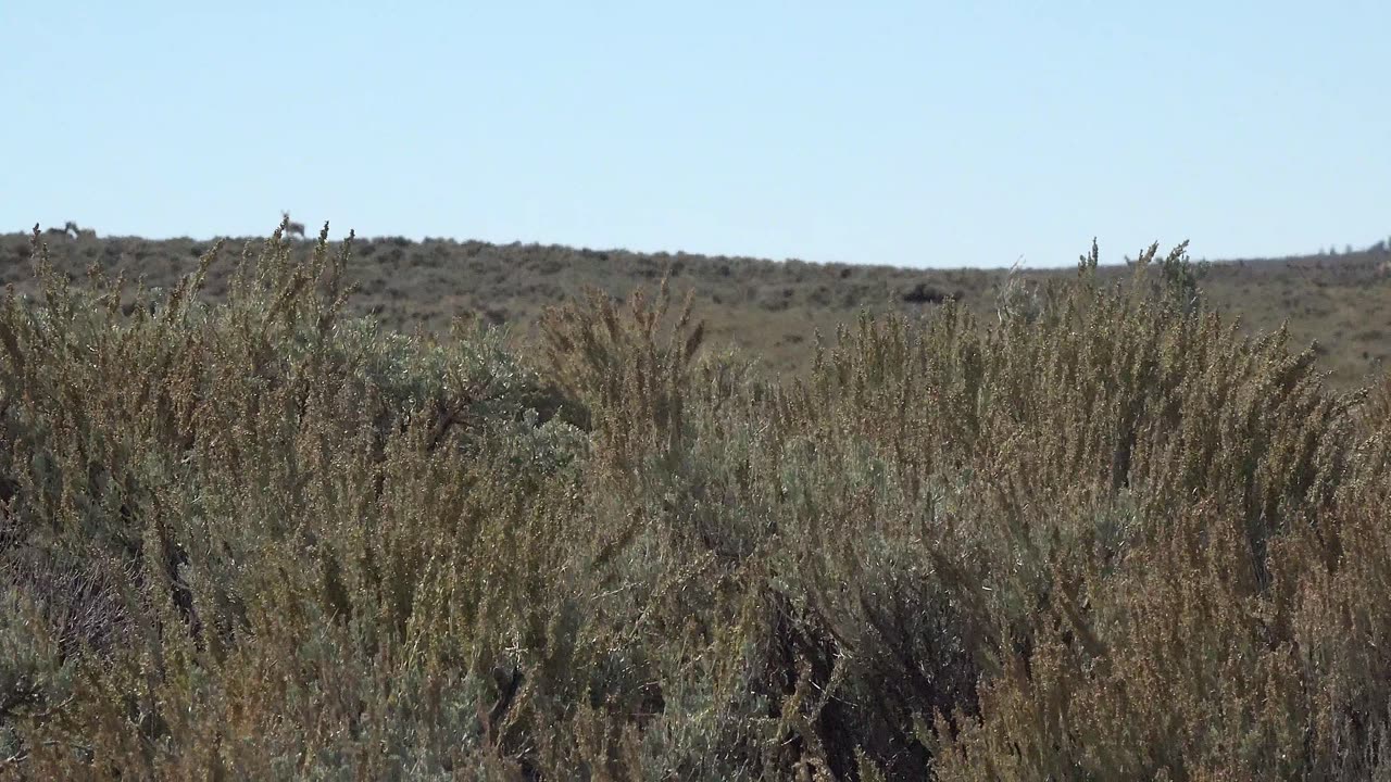 High Plains Pronghorn