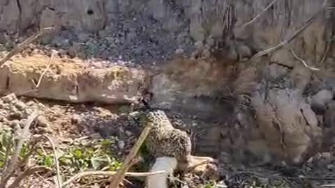 Jaguar Bites Alligator at Mato Grosso’s Pantanal River