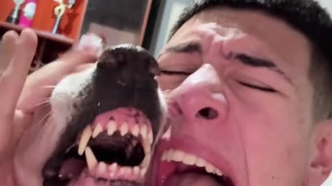 Dog's Funny Pranks Comedy Videos 🤣 so cute videos 😍 funny videos 🤣