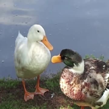 duck