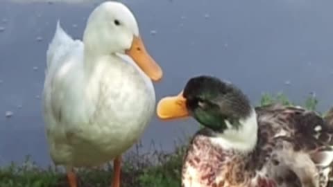 duck