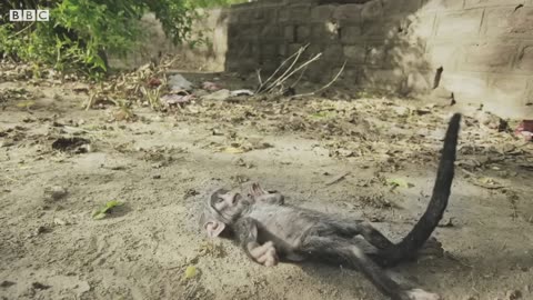 Baby Monkey Mistaken for Dead and Mourned by Troop (FULL CLIP) Spy In The Wild BBC Earth