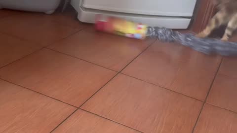 Toy Snake Startles Cat