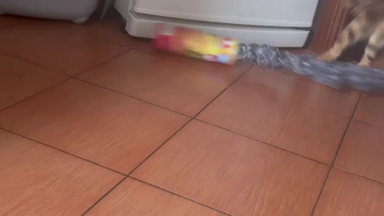 Toy Snake Startles Cat
