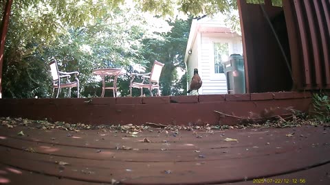 Wildlife Filmed By Haza PR800 Wild Camera, Levagood Area, Dearborn, Michigan, July 19 To 23, 2025