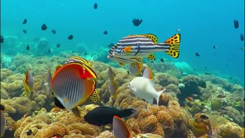 4K Aquarium Bliss – Coral Reef & Tropical Fish with Relaxing Sleep Sounds