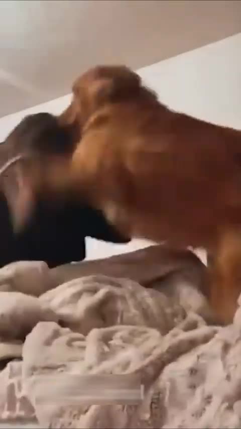 64. Laugh Out Loud Funniest Pets Compilation