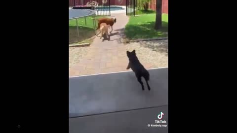 Quick Smile Dog Clips: One more feel-good video makes me smile very bigly. 😁
