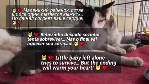 😿💔 Little baby left alone tries to survive… But the ending will warm your heart! 🐱❤️