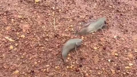 Fish Flop Across Road Together
