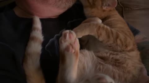 Cute Orange Cat Grooms Owner