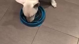 😂😡 Doggo's Patience Level is Zero! | FunFM