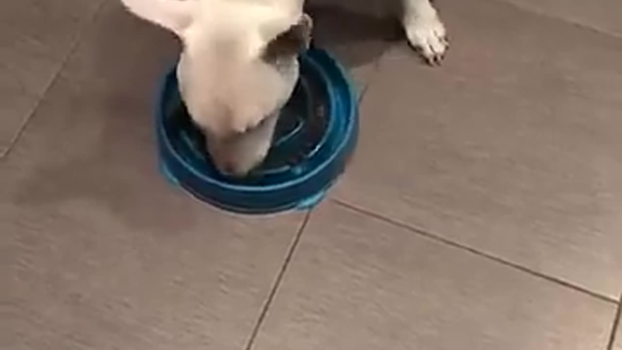 😂😡 Doggo's Patience Level is Zero! | FunFM