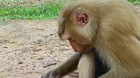 “🐒🦀 Monkey Teases Crab – Hilarious Wild Moment!”