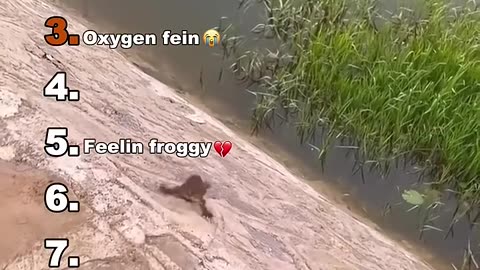 Funniest Animals shorts