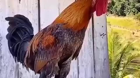 GM