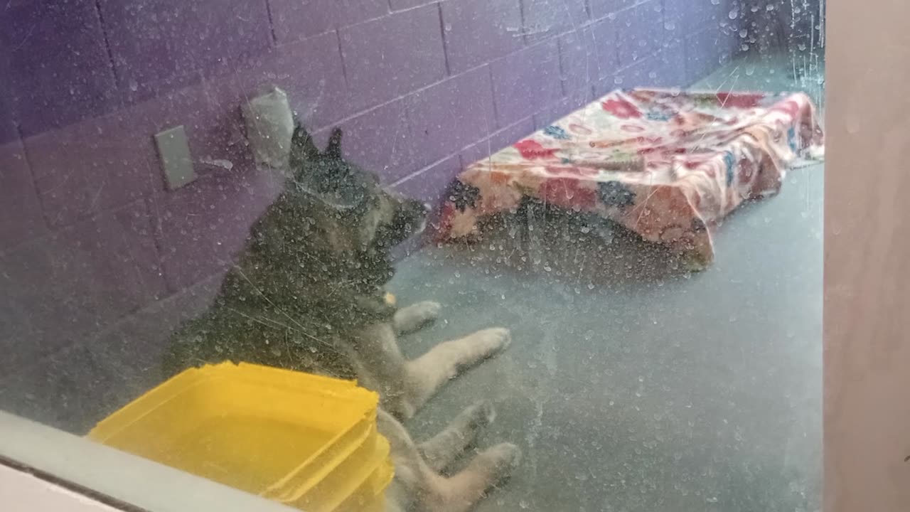 Wade Wilson 6y Pet Id 944075 kennel big room 2 HSSAZ shelter VID_20250425_131221880