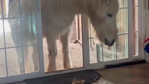 Cat with friends