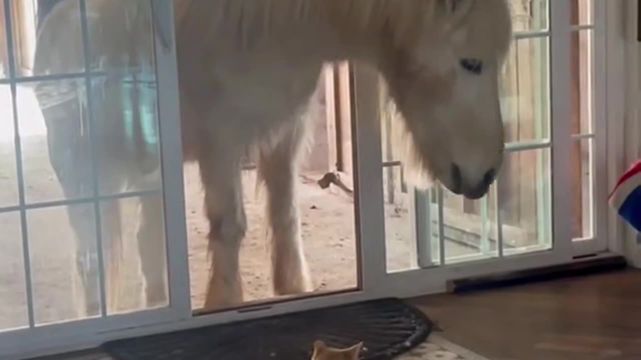 Cat with friends