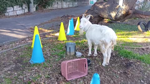 大晦日前の山羊さんの動画